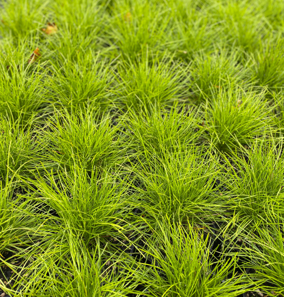 Kerikeri Plant Production